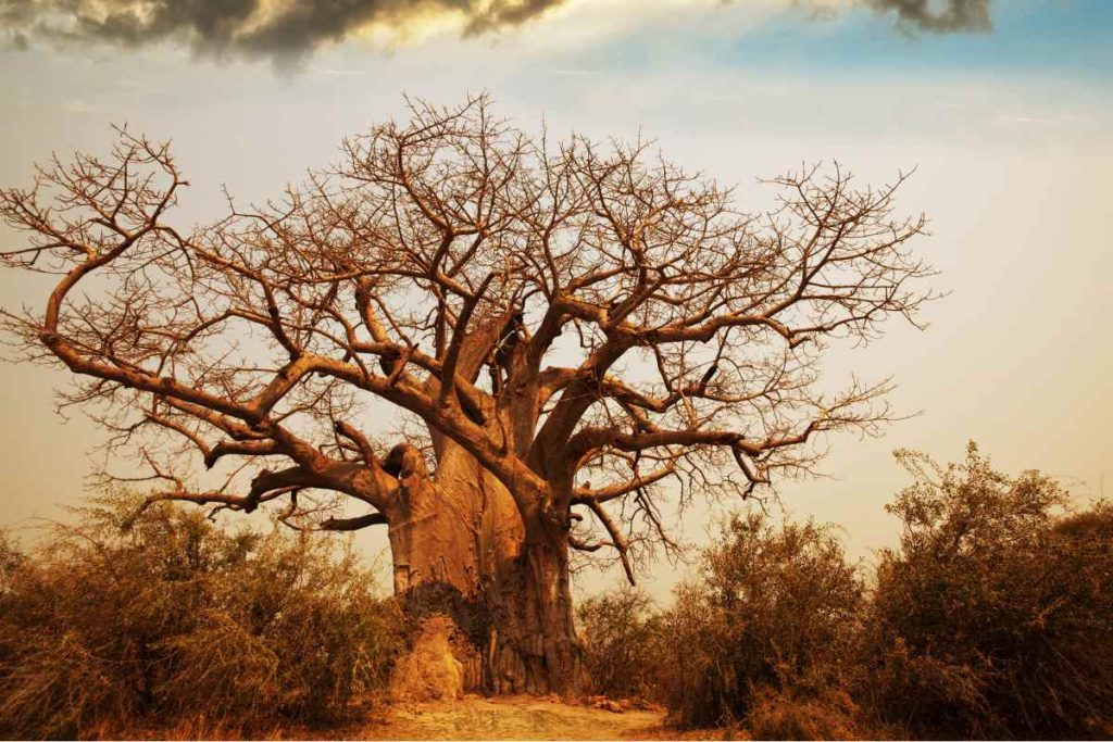 The Baobab Tree's Role in Climate Change Mitigation