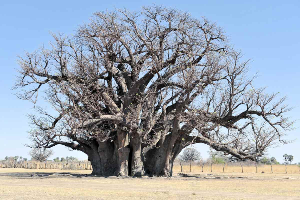 Discovering the Mysteries of the Majestic Baobab Tree - Lakeofcode