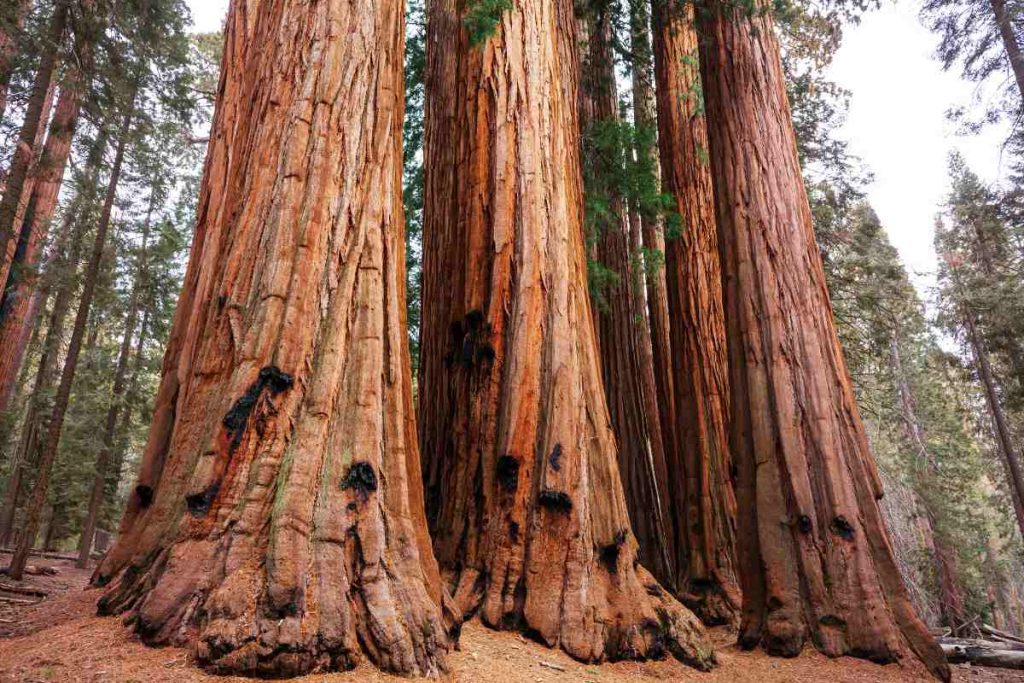 The Early Years of a Giant Sequoia