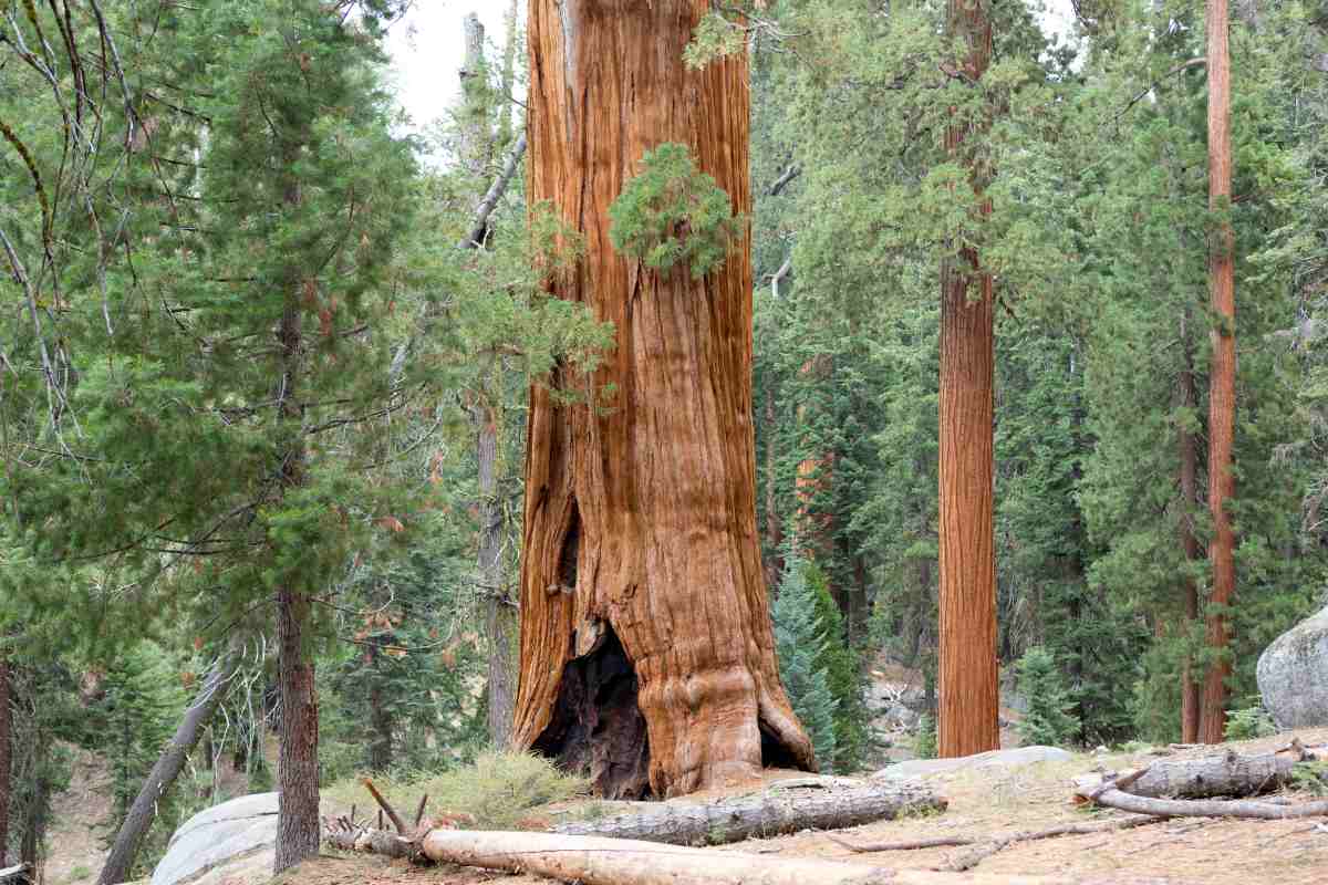 The Incredible Journey of the Biggest Giant Sequoia Tree