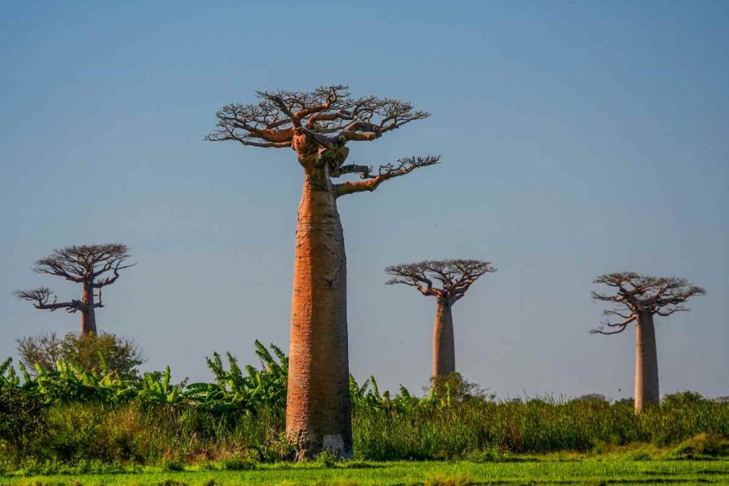The Role of Local Communities in Preserving Sunland's Big Baobab Trees