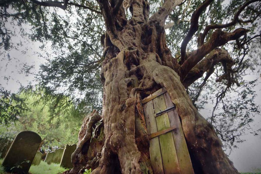 The Role of the Crowhurst Yew Tree in Local Folklore and Legends