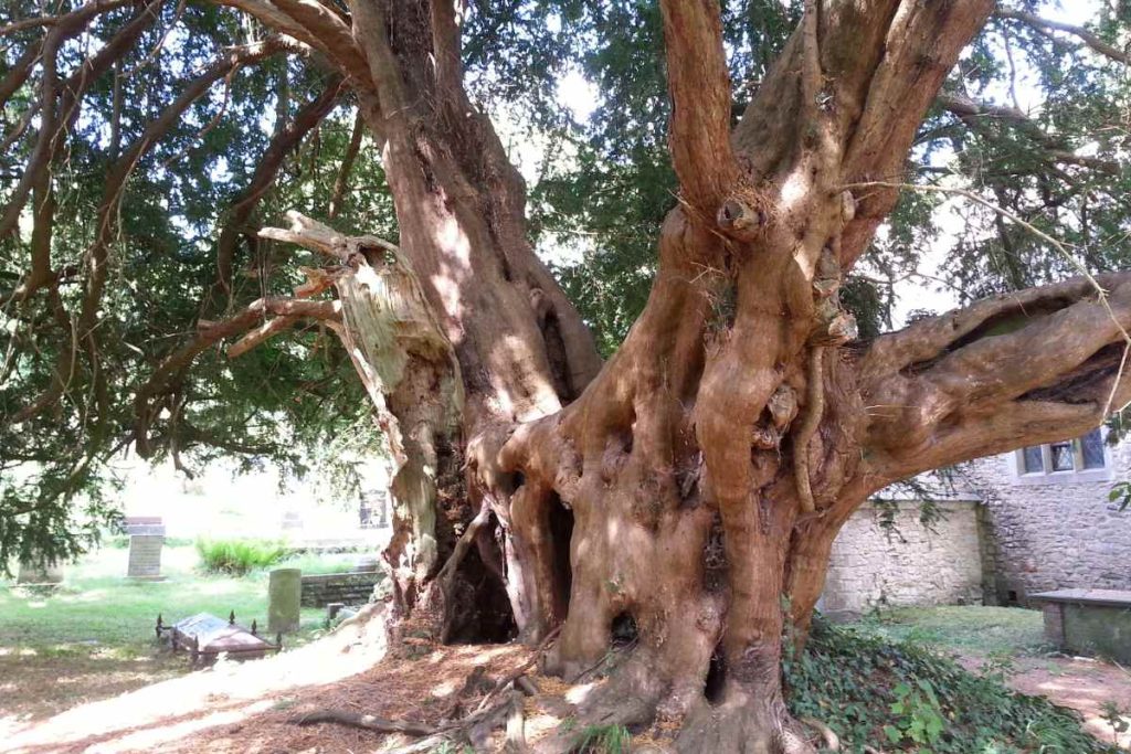 The Spiritual and Mystical Meanings of Yew Trees in Different Traditions