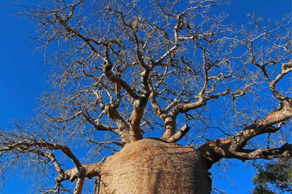The Threats Facing Sunland's Big Baobab Trees and the Need for Preservation