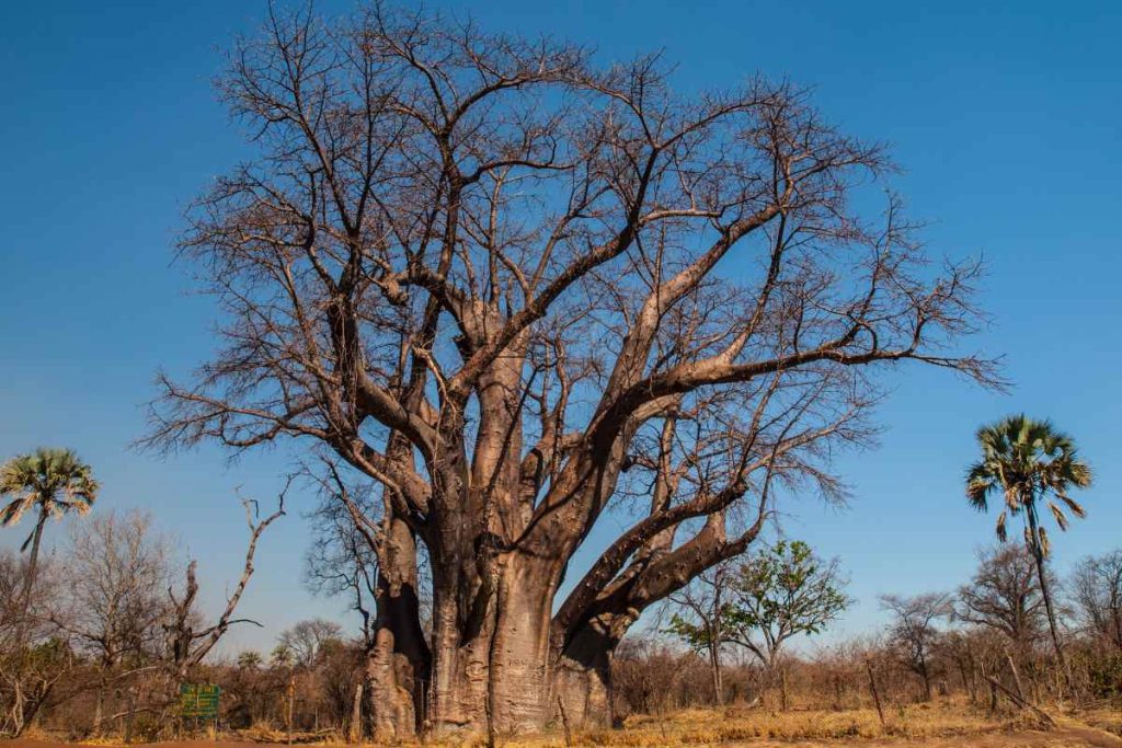 The Threats Facing the Baobab Tree