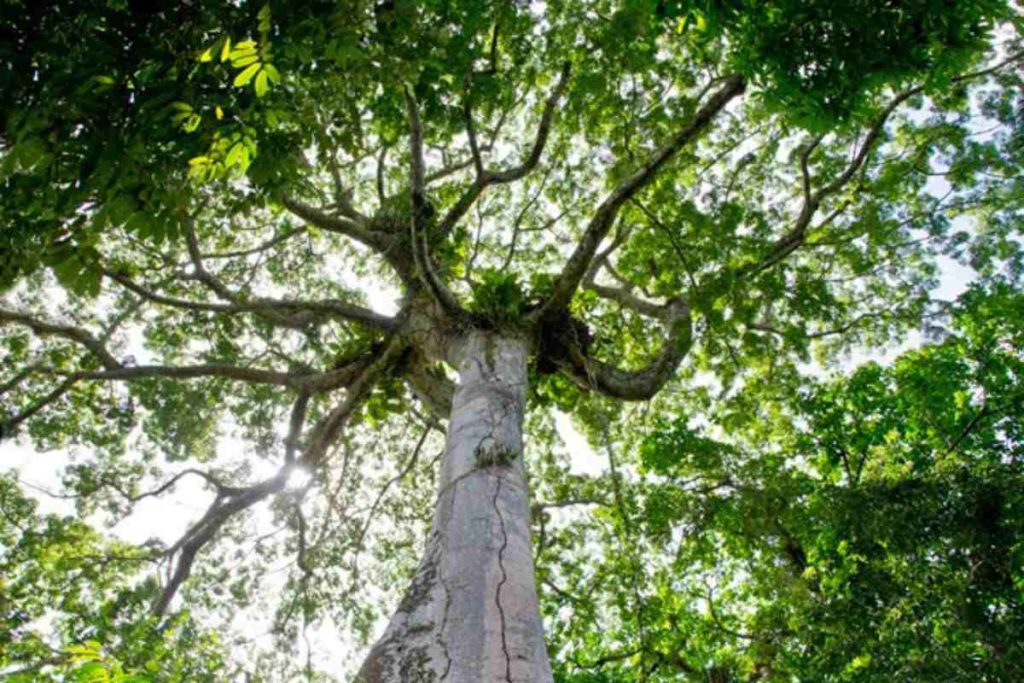 The Threats and Conservation Efforts Surrounding the Dinizia Excelsa Tree