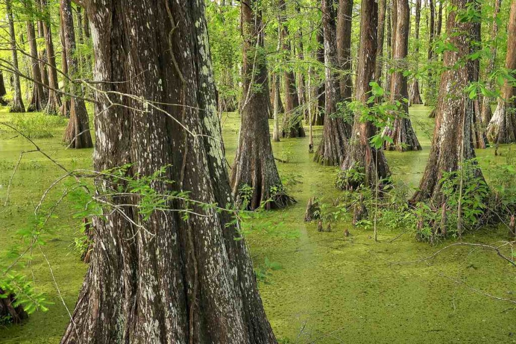 The Unique Characteristics of the Bald Cypress