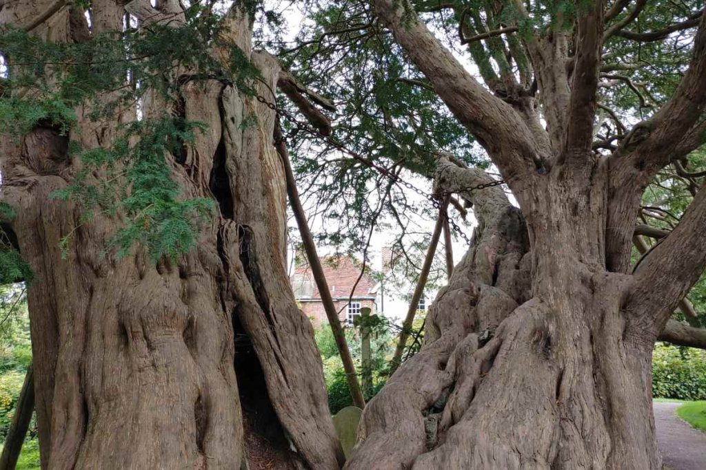The Unique Characteristics of the Crowhurst Yew Tree
