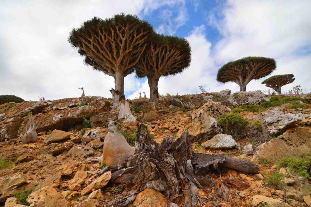 Understanding the Challenges Faced by the Oldest Dragon's Blood Trees
