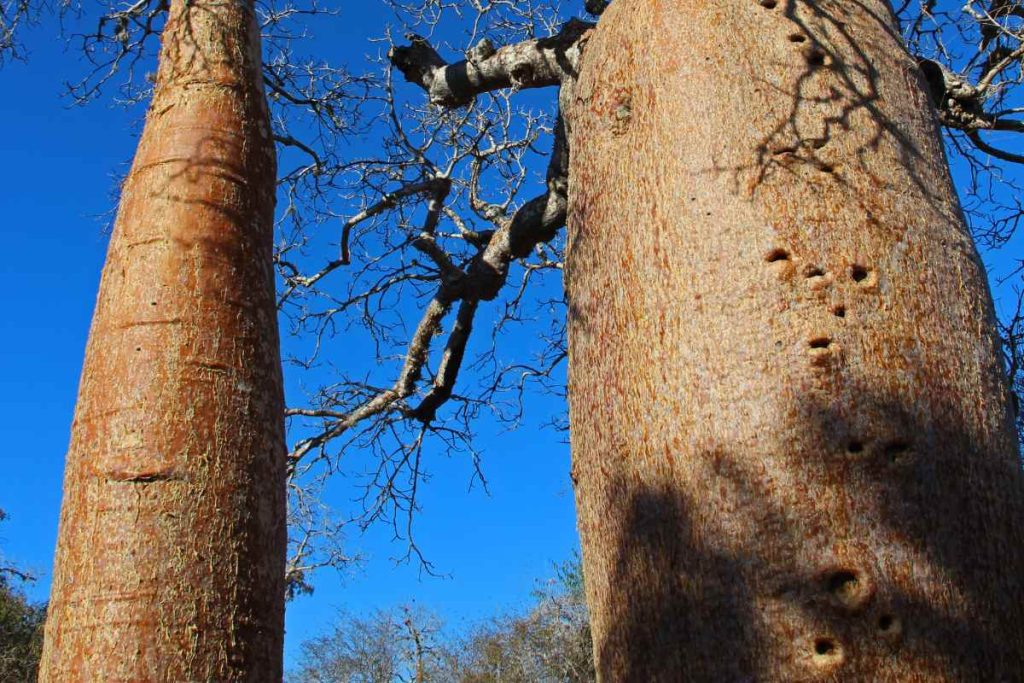 Understanding the Importance of Preserving Sunland's Big Baobab Trees