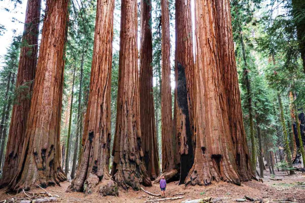 Understanding the Impressive Size of the Sierra Nevada's Giant Sequoias
