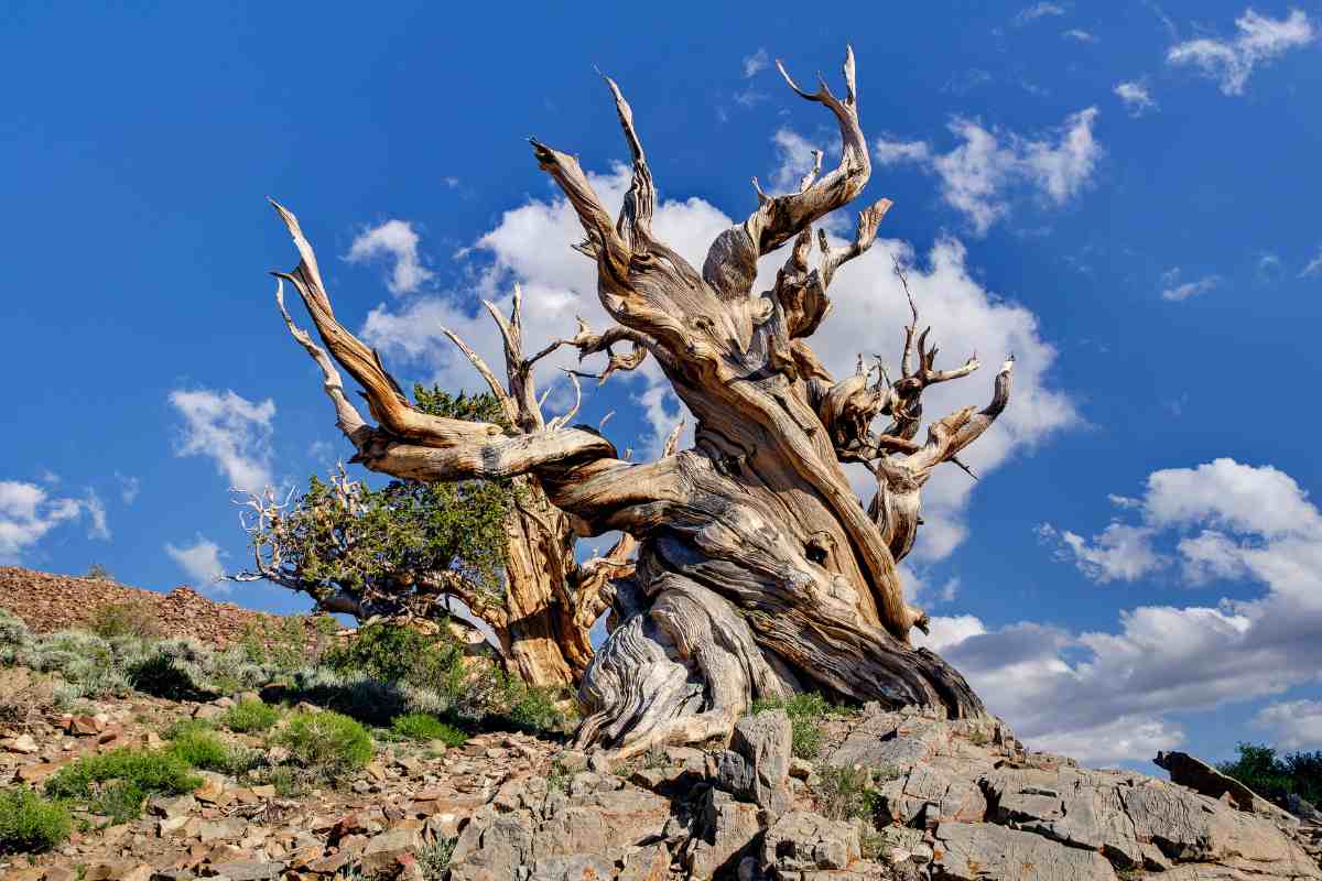 Unlocking the Mysteries of Colorado's Ancient Forests A Journey into the World of Bristlecone Pines