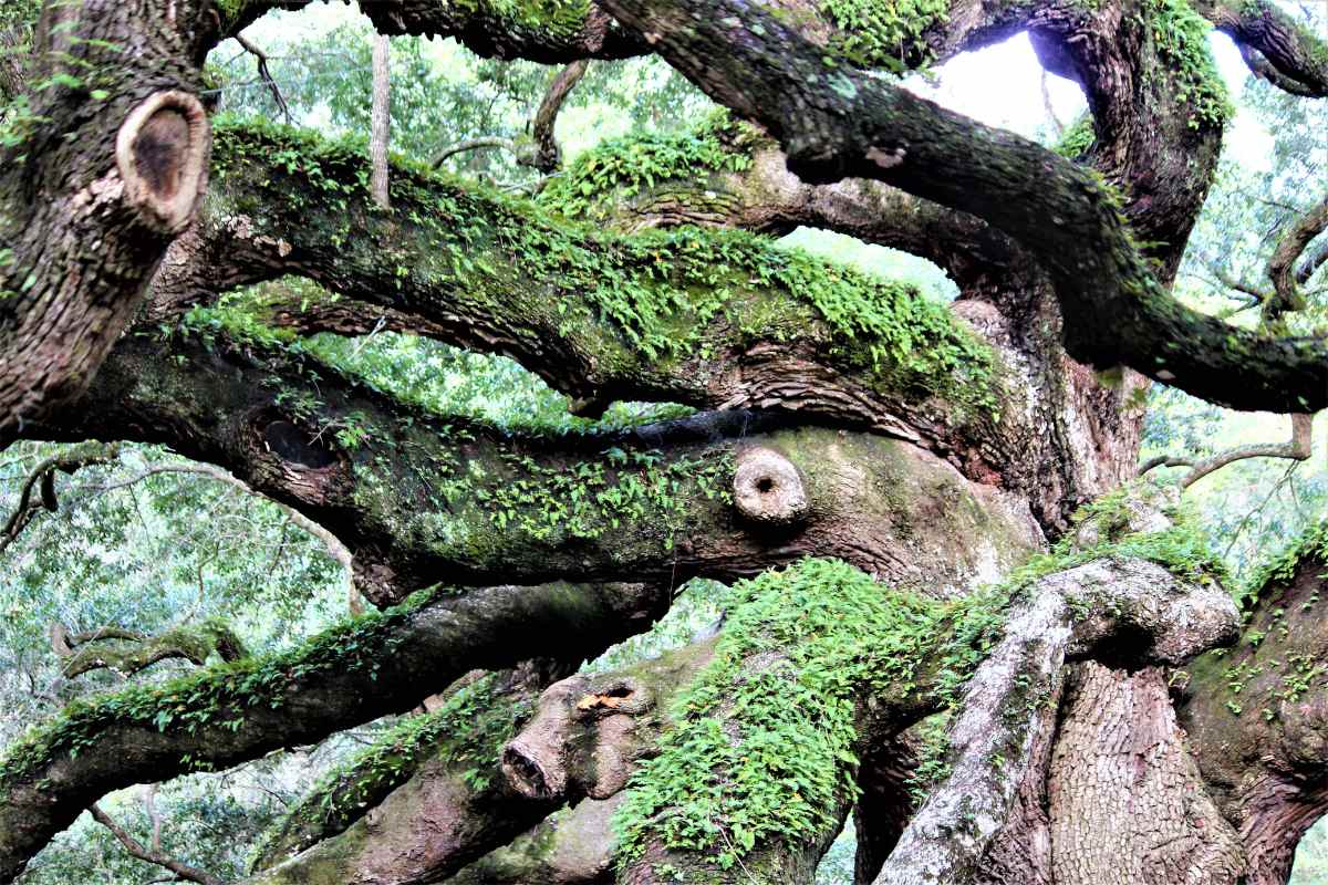 Unraveling the Mysteries of the Oldest Angel Oak Trees