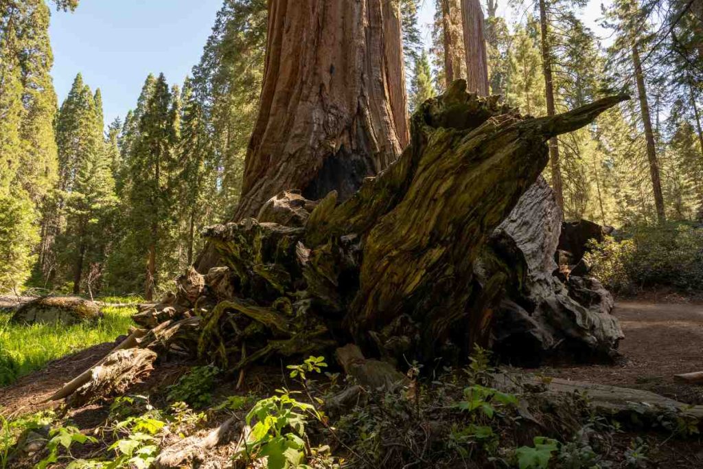 Visiting the Most Iconic Giant Sequoias in Sierra Nevada