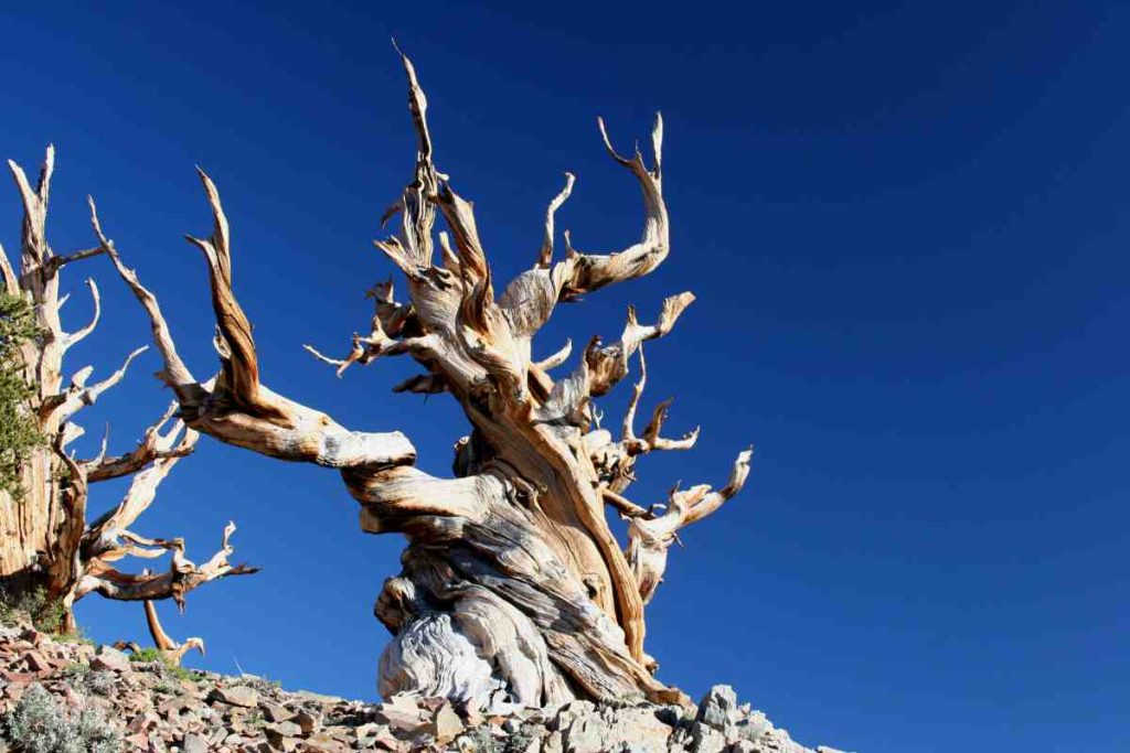 Where to Find Bristlecone Pines in Colorado