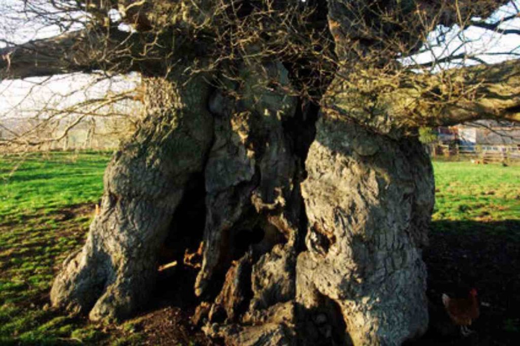 The Anatomy of the Bowthorpe Oak