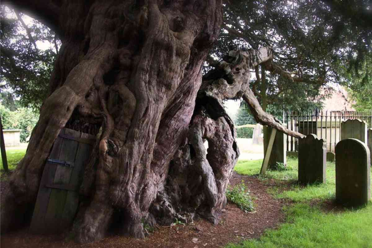 Exploring the 1,500-Year-Old Crowhurst Yew in Surrey