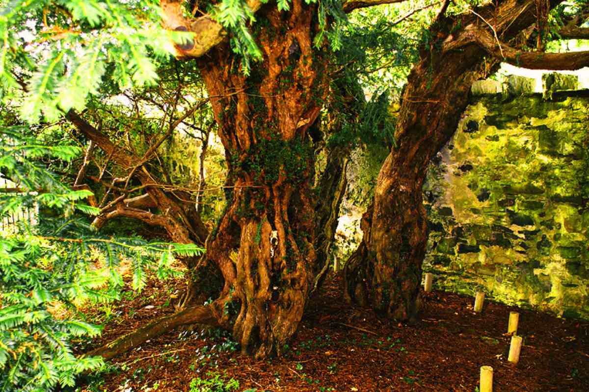 Exploring the History of Fortingall Yew in Perthshire