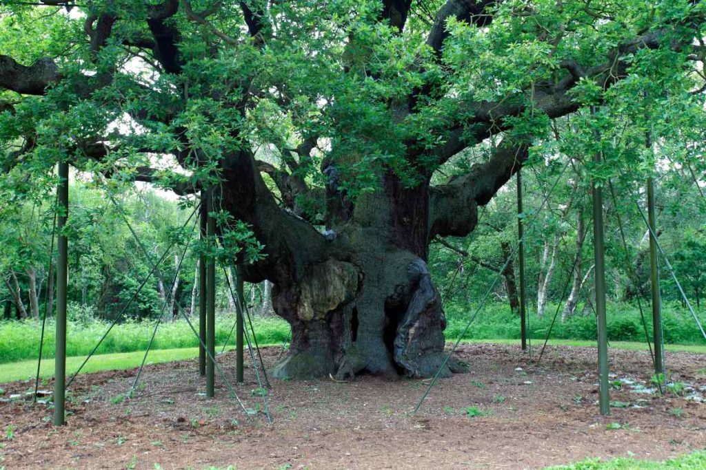 Major Oak and the Druids