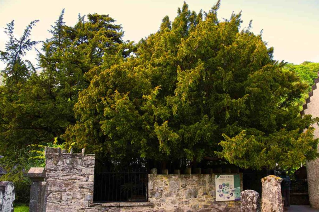 The Age of the Fortingall Yew