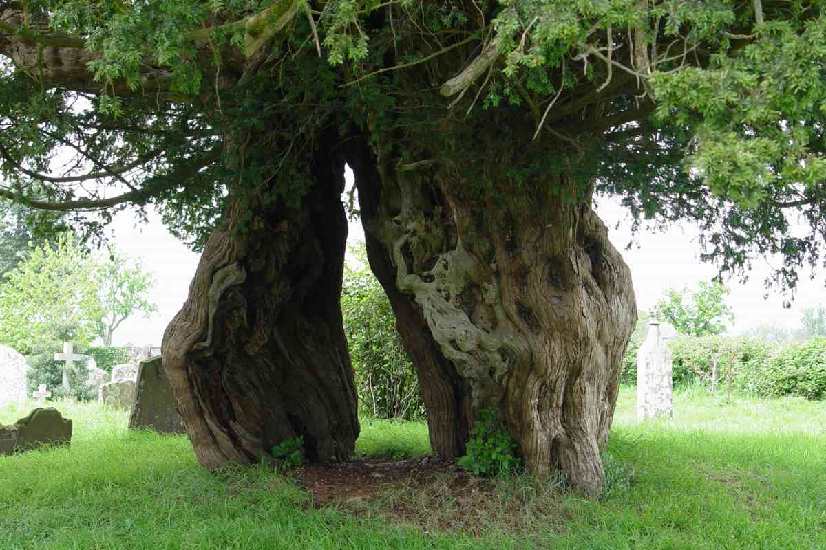 Discovering the Secrets of England’s Oldest Living Tree: The Ankerwycke Yew