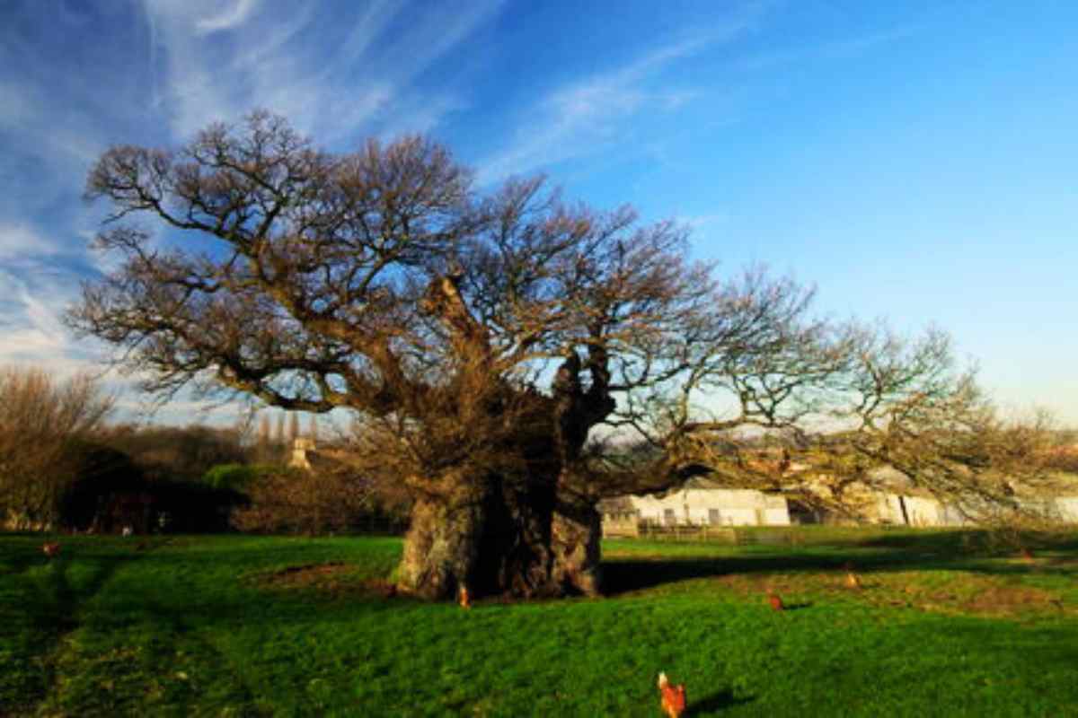 The Bowthorpe Oak: A Thousand-Year-Old Wonder of Lincolnshire