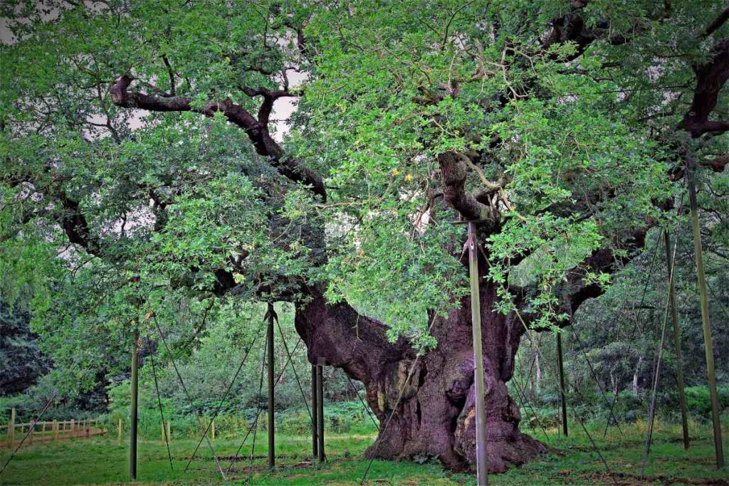 The Conservation Efforts for the Bowthorpe Oak