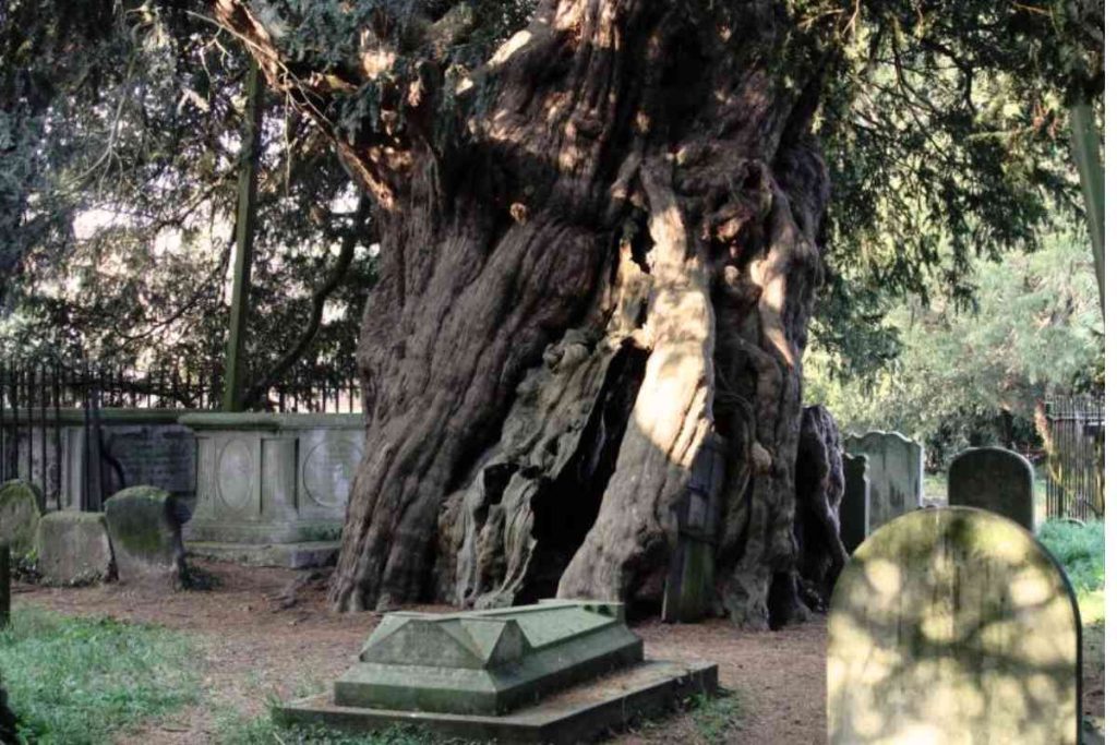 The Crowhurst Yew's Role in Folklore and Legends