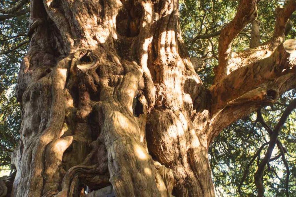 The Cultural Significance of the Crowhurst Yew in Surrey