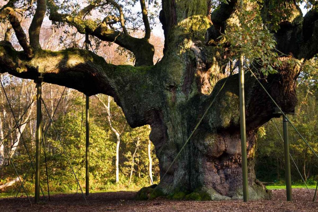 The Environmental Importance of Major Oak