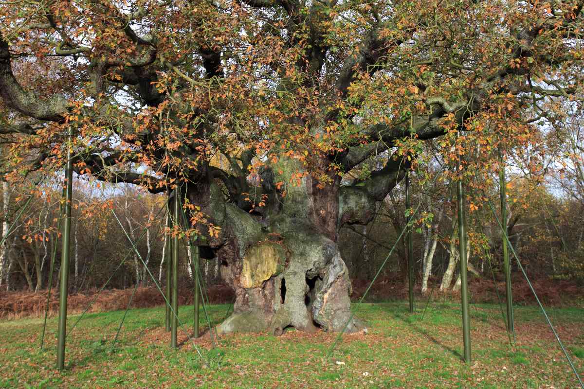 The Legend of Major Oak: Exploring the Myths and Legends of England’s Oldest Tree