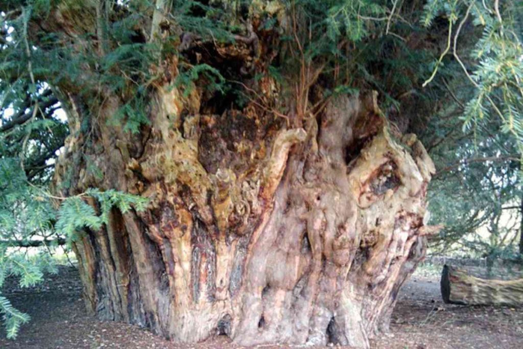 The Preservation Efforts for the Ankerwycke Yew