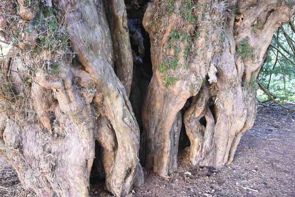 The Unique Characteristics of the Ankerwycke Yew
